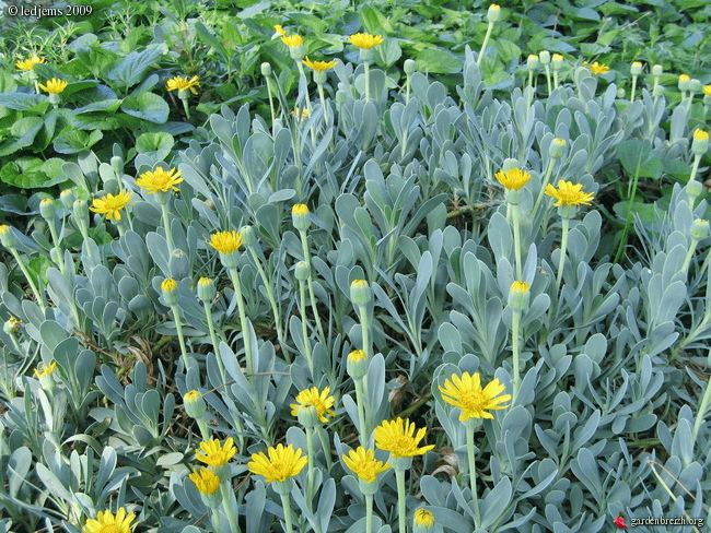 Des images de diff�rentes plantes